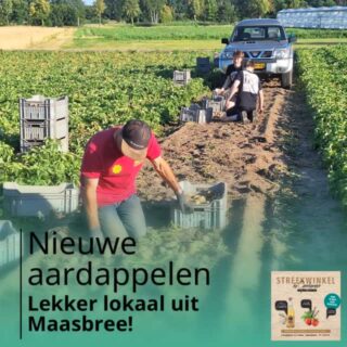 Nú verkrijgbaar bij de Gerdeneer: nieuwe aardappelen van Smeets uit Maasbree. Ze zijn voorzichtig met de hand geraapt omdat de eerste aardappels nog een kwetsbaar jasje hebben. Op de foto’s zie je ook dat er krieltjes gesorteerd worden. Heerlijk in de schil uit de oven! Nu in onze streekwinkel!
#verszondervragen #kooplokaal #nieuweaardappelen