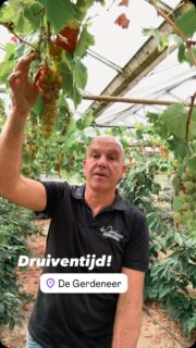 Druiven, niet de dikste, niet de mooiste, misschien wel de lekkerste, maar wat we zeker weten is dat je ze verser niet vindt!
#verszondervragen