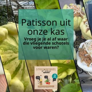 Vers uit eigen kas: twee soorten Patisson. Ze liggen in de winkel maar wat doe je er mee? In principe kan elk recept voor pompoen ook voor patisson gebruikt worden, maar het leukste is wel het dakje er af met een vulling! Wij aten gisteren deze variant van de BBQ.
Het (ongeveer) recept:
Dakje er af snijden
Uithollen
Vruchtvlees klein snijden 
Rijst koken
Rode ui carameliseren
Kippengehakt met ras el hanout kruiden bakken
Mengen en de patisson vullen.
Gerapste kaas en pijnboompitten er op.
Tijdje in oven of bbq.
De vruchten zijn nu nog jong en dat geeft een hele malse buitenkant waar je de schil van kunt eten. Liggen ze lang dan wordt de schil net als bij een pompoen steeds taaier.
#patisson #verszondervragen
