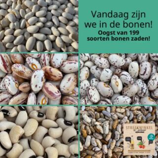We oogsten al weken bonenzaad, ons werk voor de Nederlandse Genenbank in Wageningen. Een enorme diversiteit aan zaden, mooi om te zien!
#instandhouding